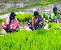 people working in a field with bright green crops growing